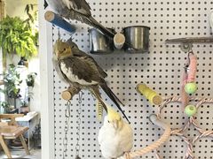 -吉丁鸟咖·异宠·寄养