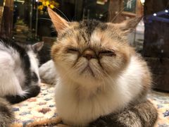 -more than meow吴止猫主题餐厅(承德 中船汇店)