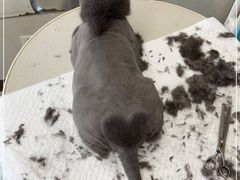 -北京观赏动物医院·24小时大型综合·猫专科·异宠专科