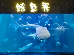 -合肥海洋世界