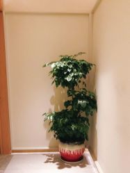 点击看大图 -苑苑vbeauty科技美容SPA