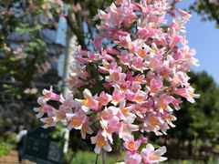 -洛阳市隋唐城遗址植物园