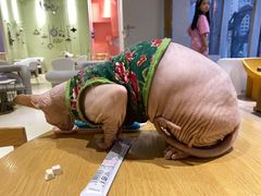 -藏猫猫咖啡主题馆(中央大道店)