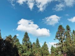 -武陵山森林公园