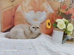 -爱洗澡的猫(望京店)