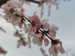 -桃花堤公园