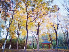 -大兴滨河森林公园