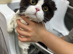 -babydoll猫舍·米努特·德文·缅因(久光中心店)