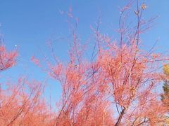 -金塔沙漠胡杨林景区