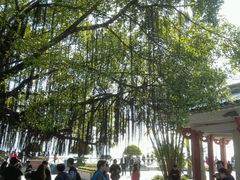 -鼓浪屿钢琴博物馆