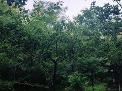 -长白岛森林公园