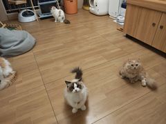 -唐小姐の私宠·宠物洗护美容·撸猫馆·购宠(周浦万达旗舰店)