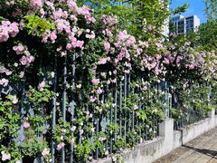 -杭州观成实验学校