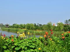 -杭州湾海上花田景区