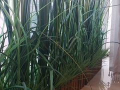 -福樱兰海鲜放题铁板烧(加州店)