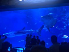 -烟台海昌鲸鲨海洋公园