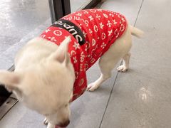 -菲丽丝宠物医院·24小时·猫科中心·免疫点(淮海分院)