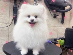 -帕帕拉兹宠物(亚洲旗舰店)