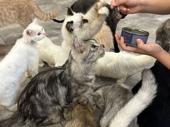 -楼上猫咖(罗湖店)