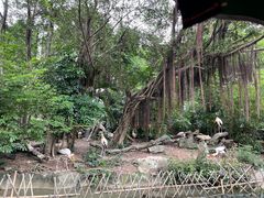 -广州长隆飞鸟乐园