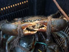 -無招牌海鮮(芽笼店)