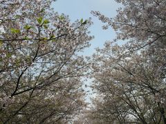 -天王浮山樱花园