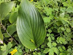 -黑龙江省森林植物园