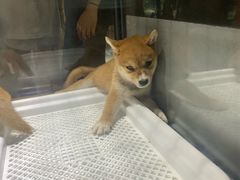 -宠物世家(仲盛世界商城店)