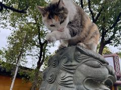 -高旻寺