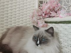 -共舞时光猫咖·狗咖(新街口店)