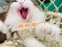 -猫在这儿猫咪咖啡馆·撸猫馆