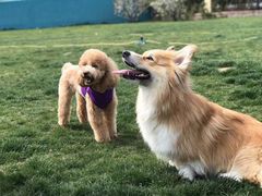 -趣玩宠物乐园寄养训犬训狗游泳池