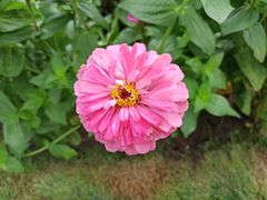 -大宁郁金香公园-停车场