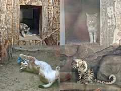 -青藏高原野生动物园
