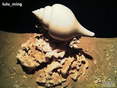 -亚龙湾中心广场·贝壳馆