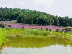 -大塘金香草谷