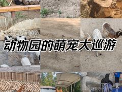 -泉州海丝野生动物世界