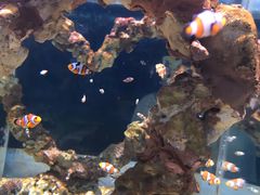 -烟台海昌鲸鲨海洋公园