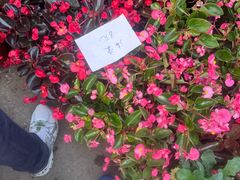 -龙大花卉苗木市场