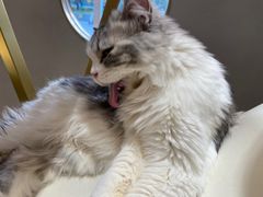 -飞行喵MR PILOT|猫舍·猫咖(静安大融城店)