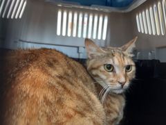 -爱诺耐芙动物医院(万博店)