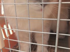 -瑞派·关忠动物医院·猫专科·犬专科(三环新城店)