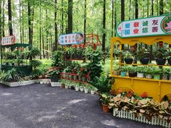 -东平国家森林公园