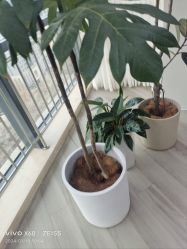 -HEYAN荷妍专业脱毛连锁机构