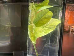 -广东中医药博物馆