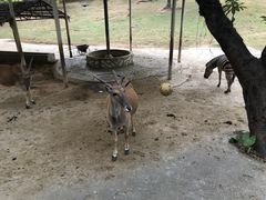 -深圳野生动物园