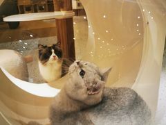 -猫域·湾主题猫咖·宠物吧(南坪城市广场店)