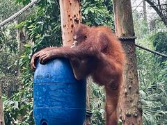 -广州长隆野生动物世界