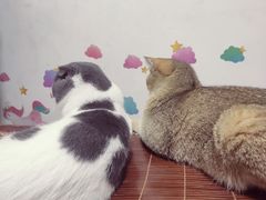 -瑞派康怡24h宠物医院·犬猫医疗中心·微创绝育(瑞景分院)