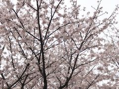-武汉大学-樱园